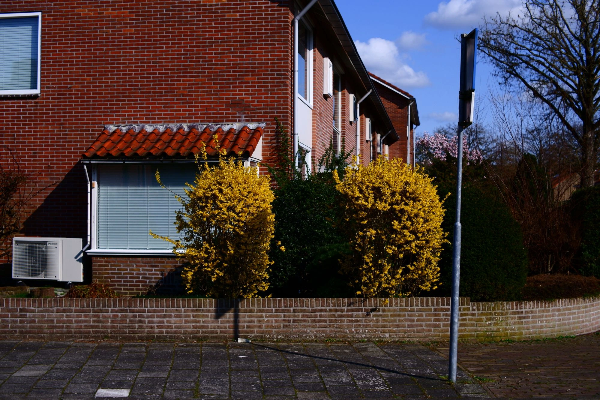 2026-03-15 - Bushes of yellow flowers in front of red brick house.J