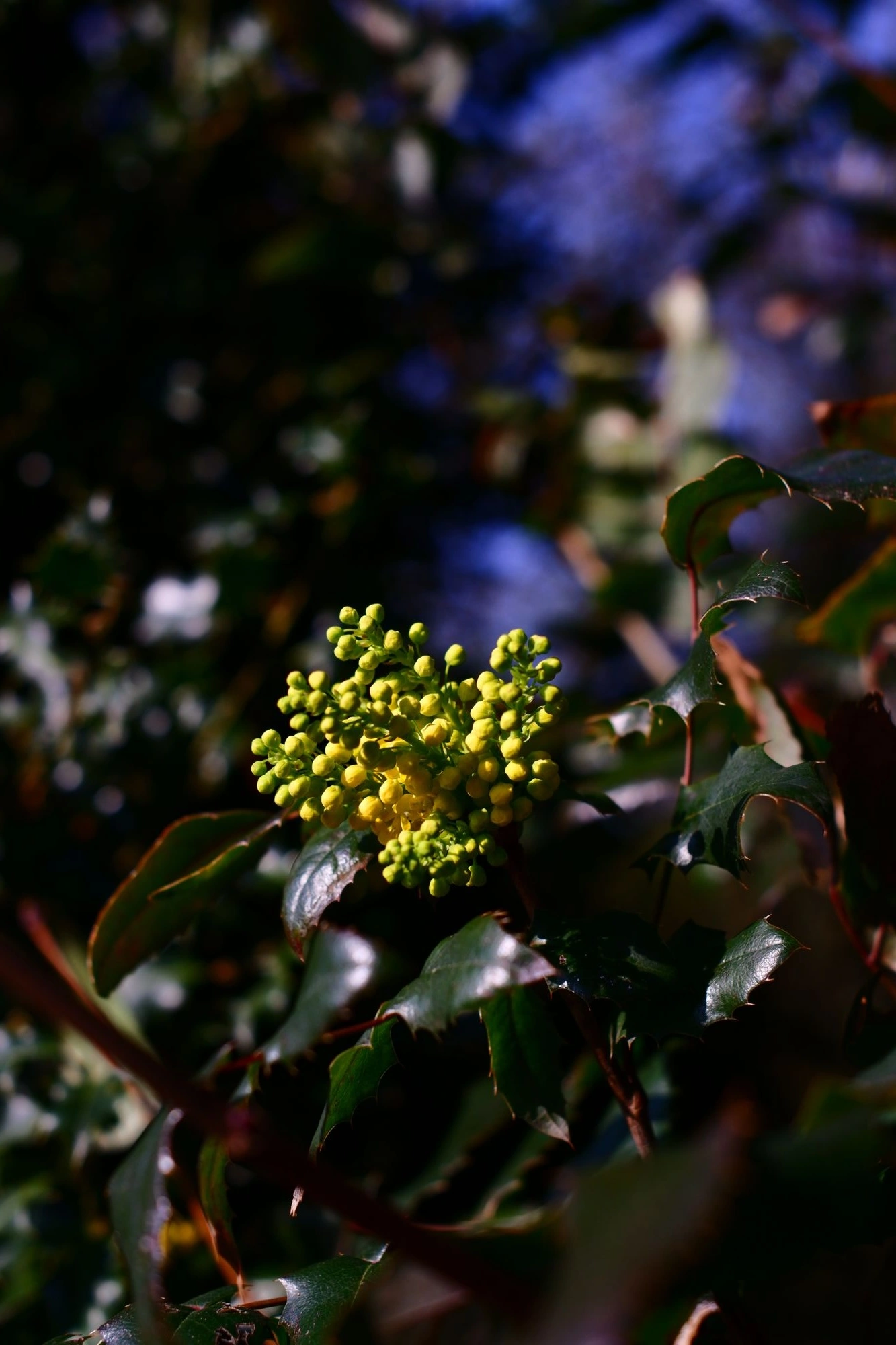 2026-03-15 - Small yellow flowers.J
