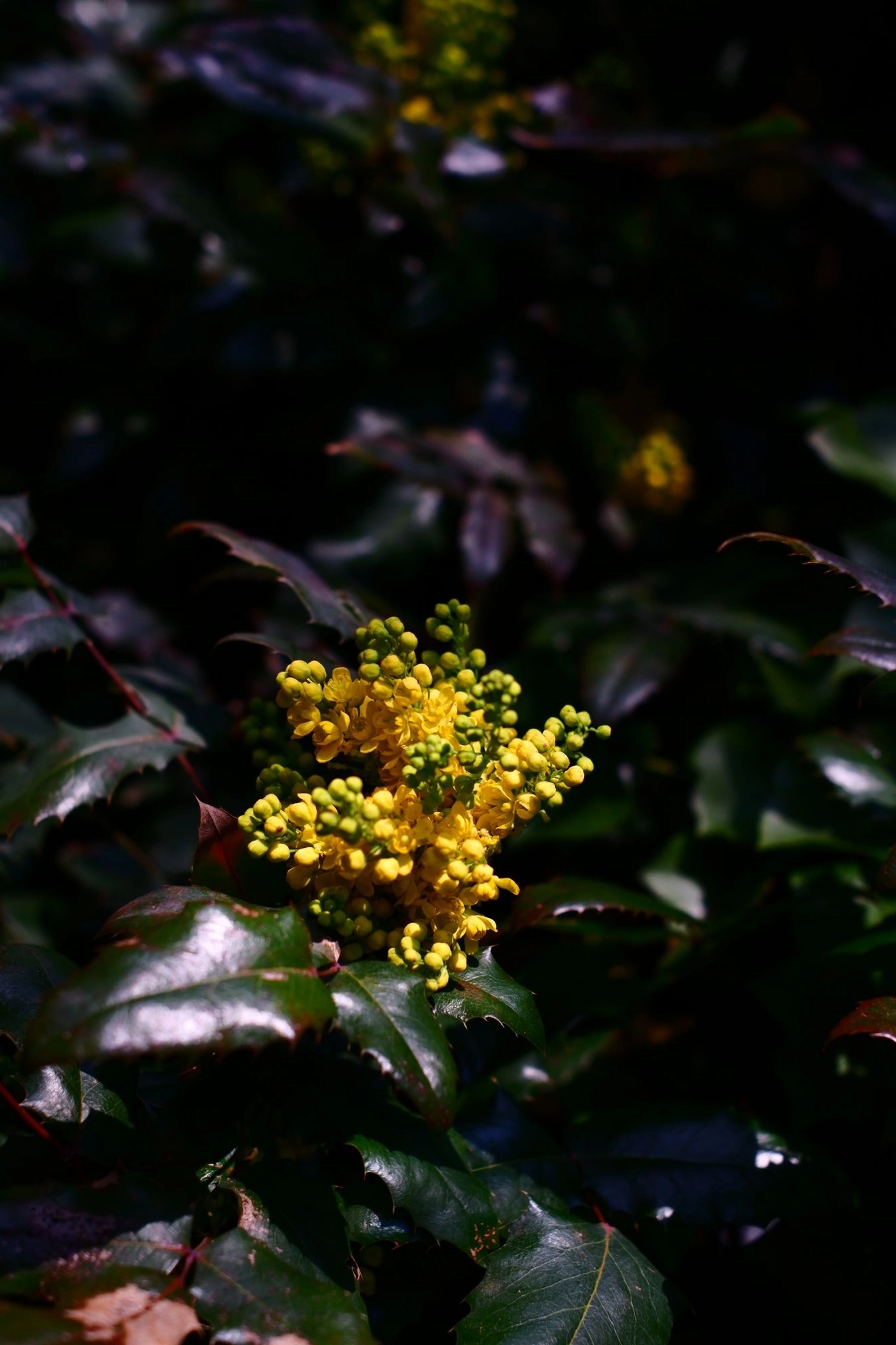 2026-03-15 - Yellow flowers.J