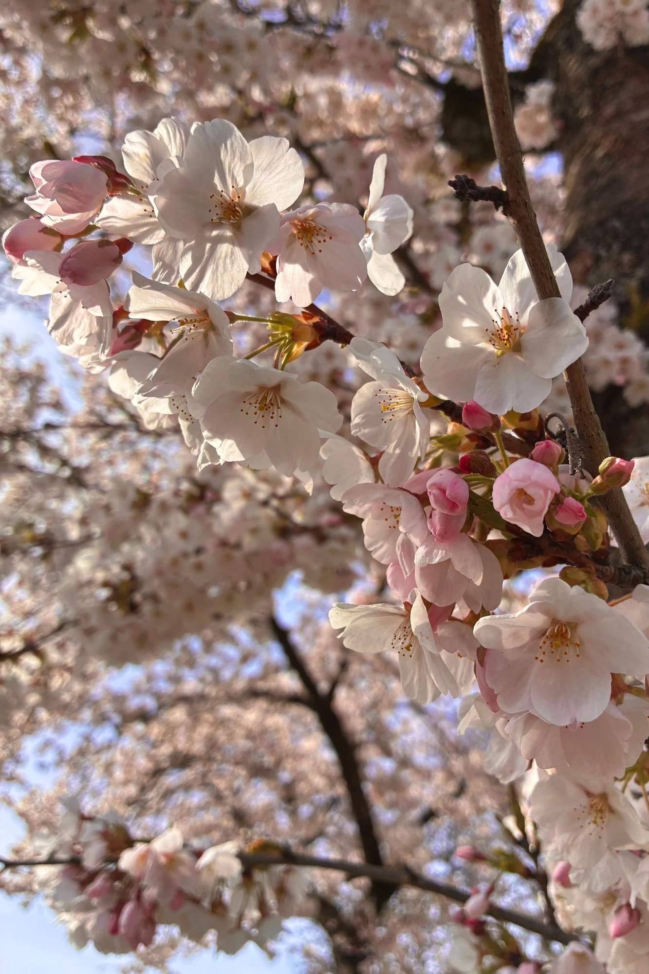 2026-03-20 - Closeup of cherry blossoms.J
