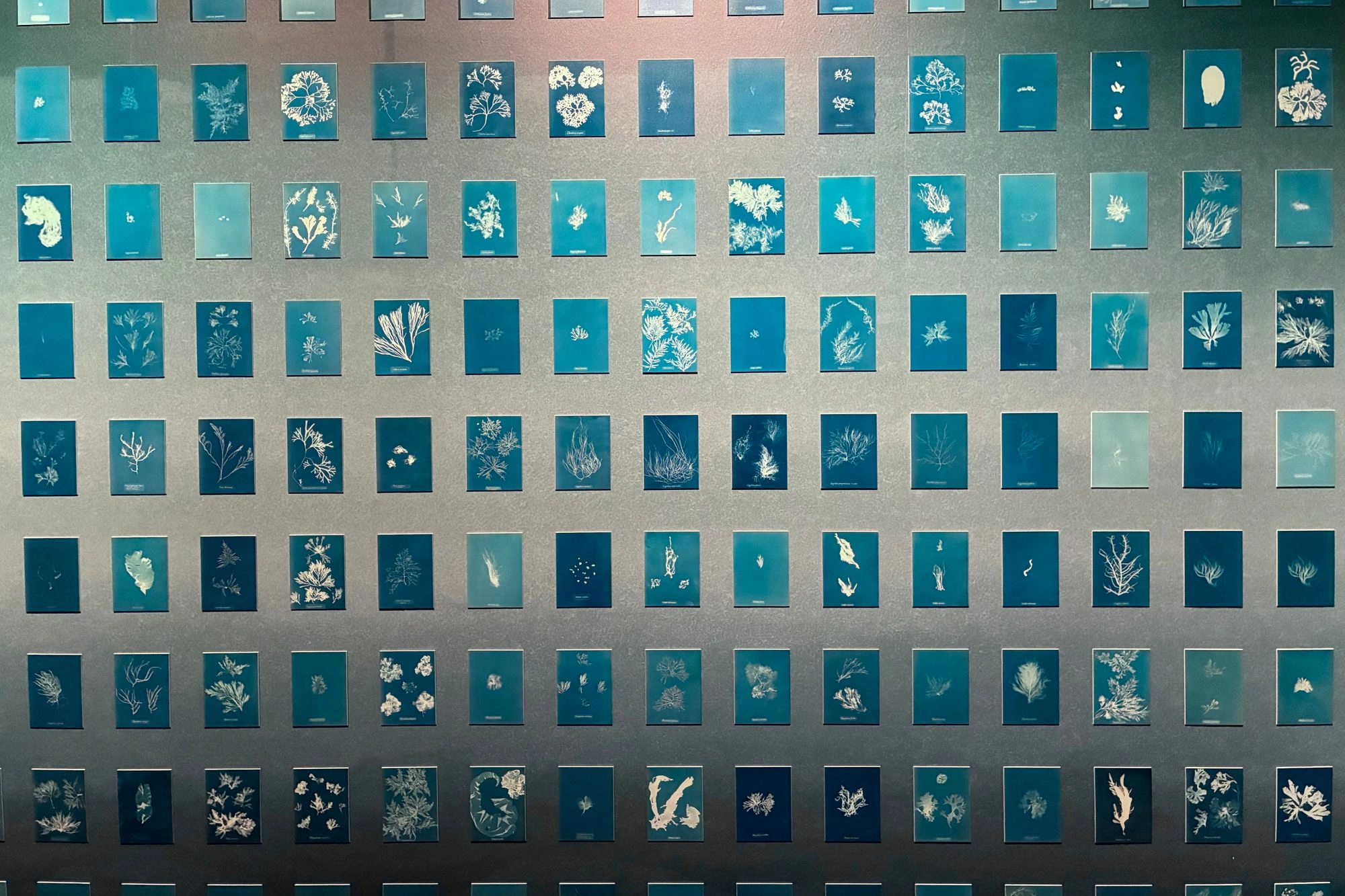2026-03-28 - Cyanotypes of plants.J
