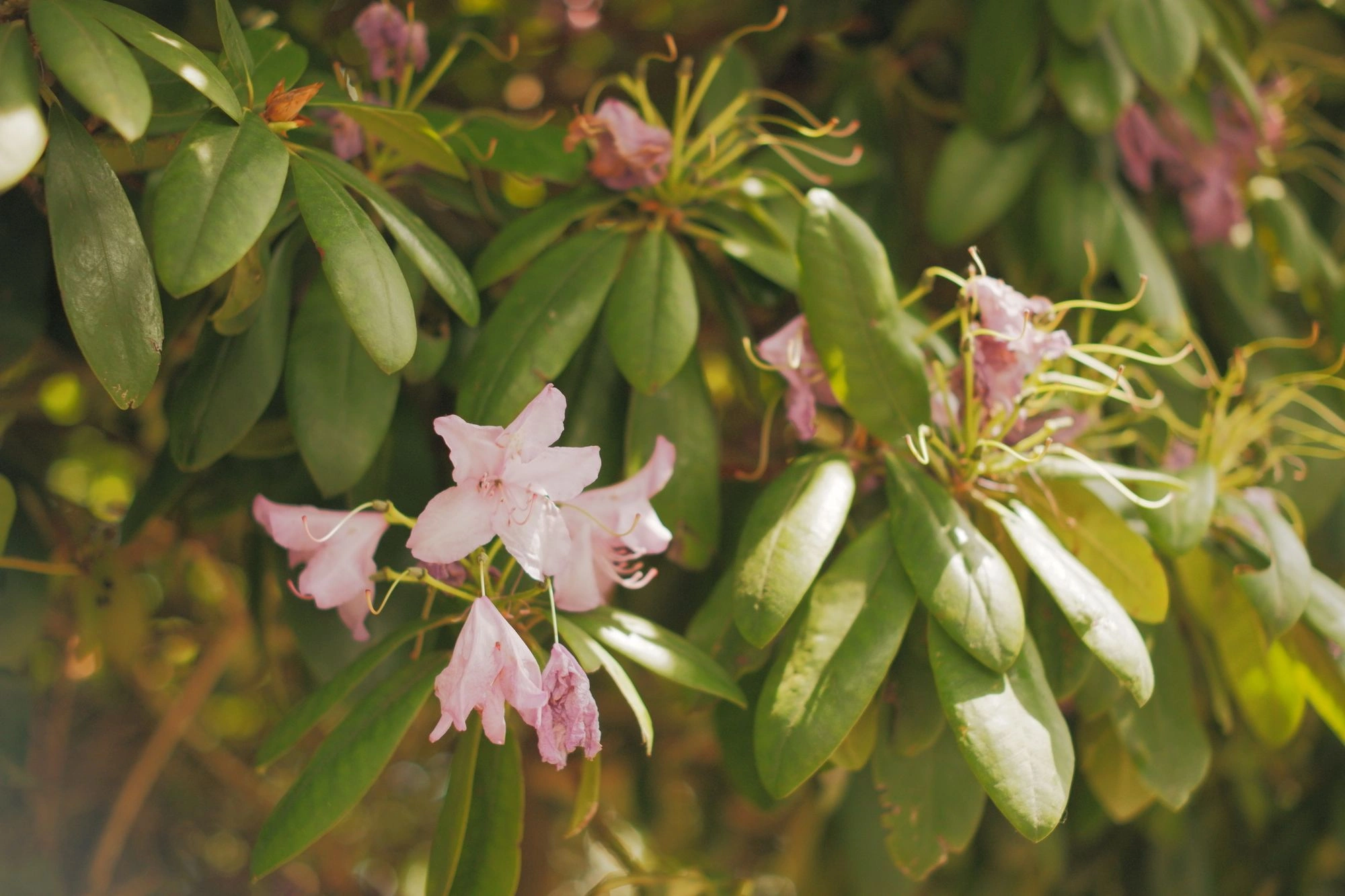 2026-05-31 - Pink flowers on tree.J