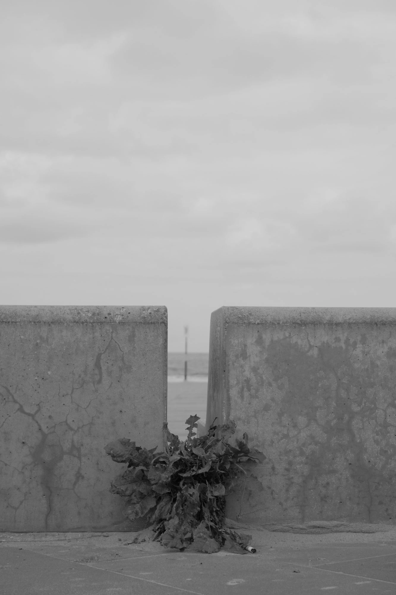 2026-07-18 - Scheveningen - Plant between low walls.J