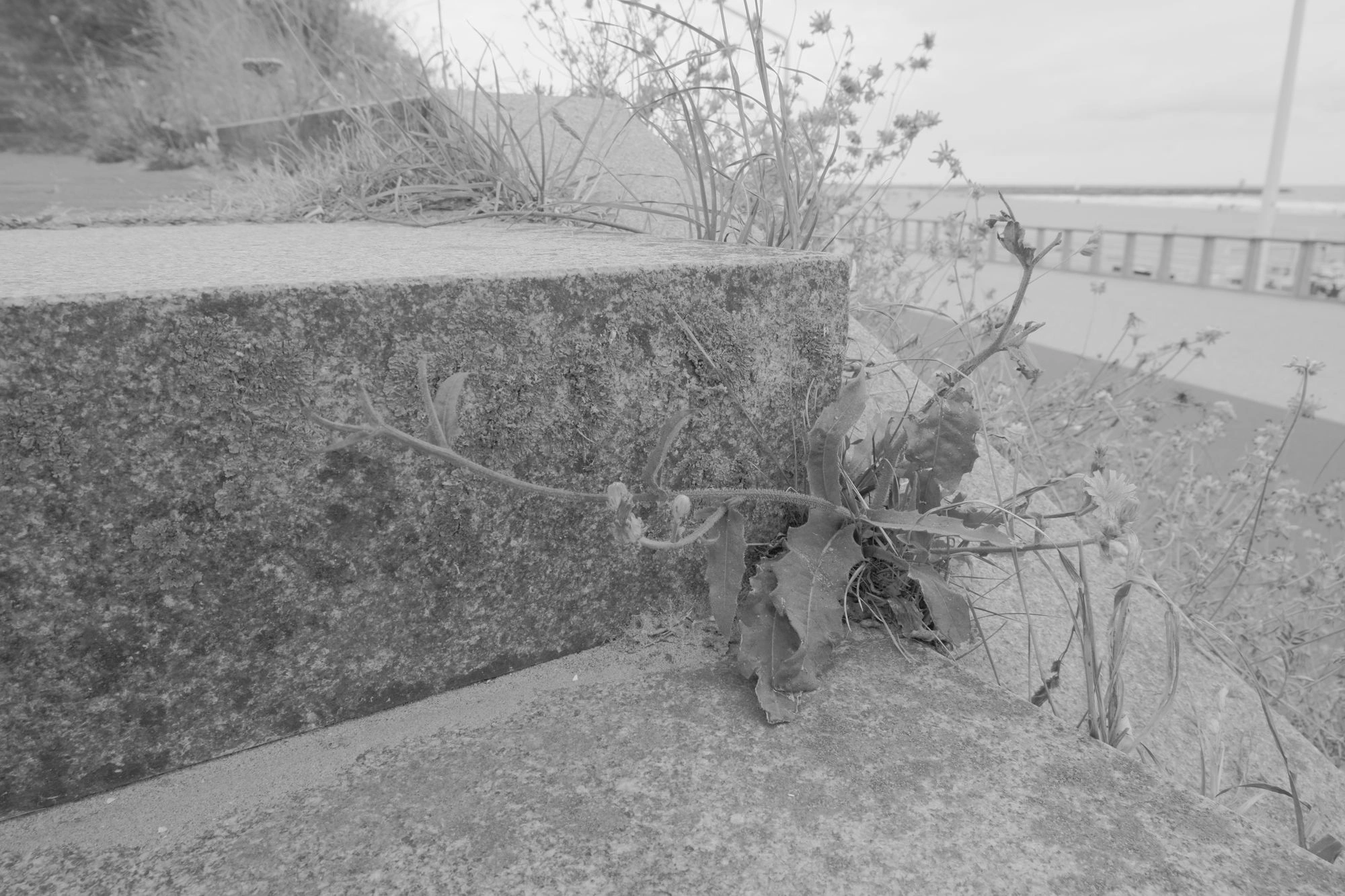 2026-07-18 - Scheveningen - Plant growing on side of staircase.J