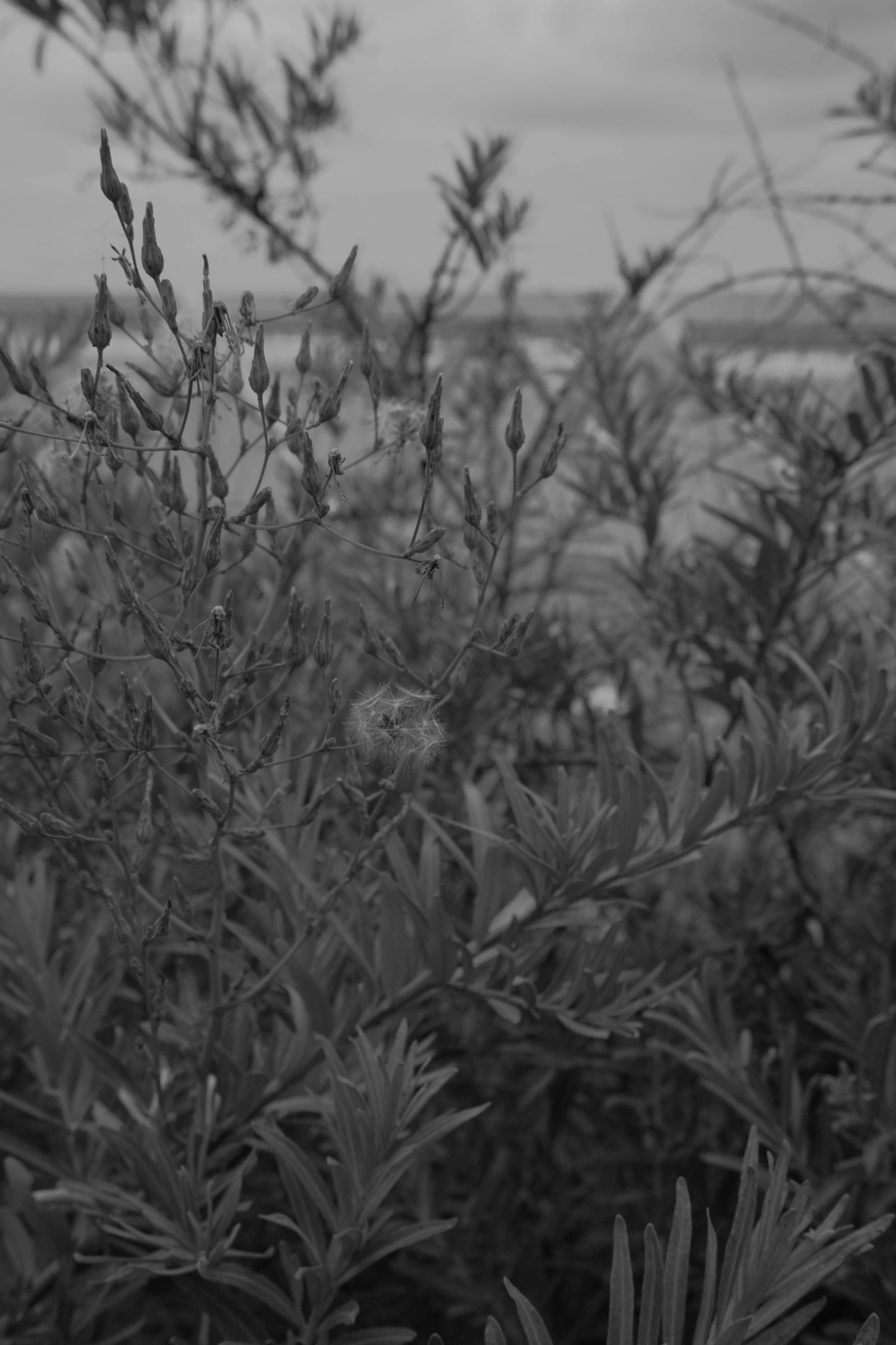 2026-07-18 - Scheveningen - Plants with dandelion-esque seeds.J
