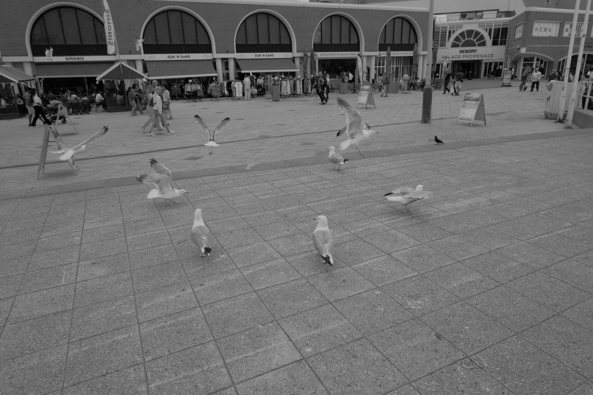 2026-07-18 - Scheveningen - Seagulls.J