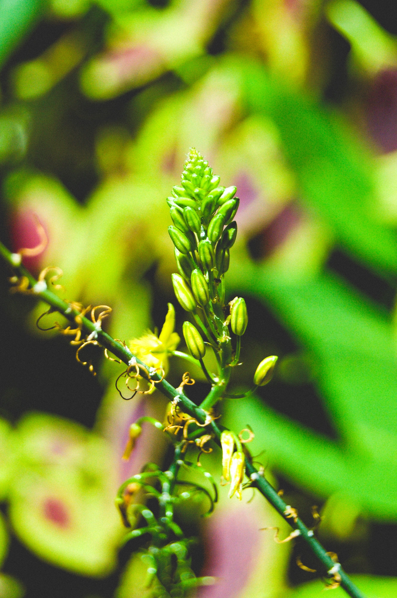 2021-02-13 - Green plant bobbles.j
