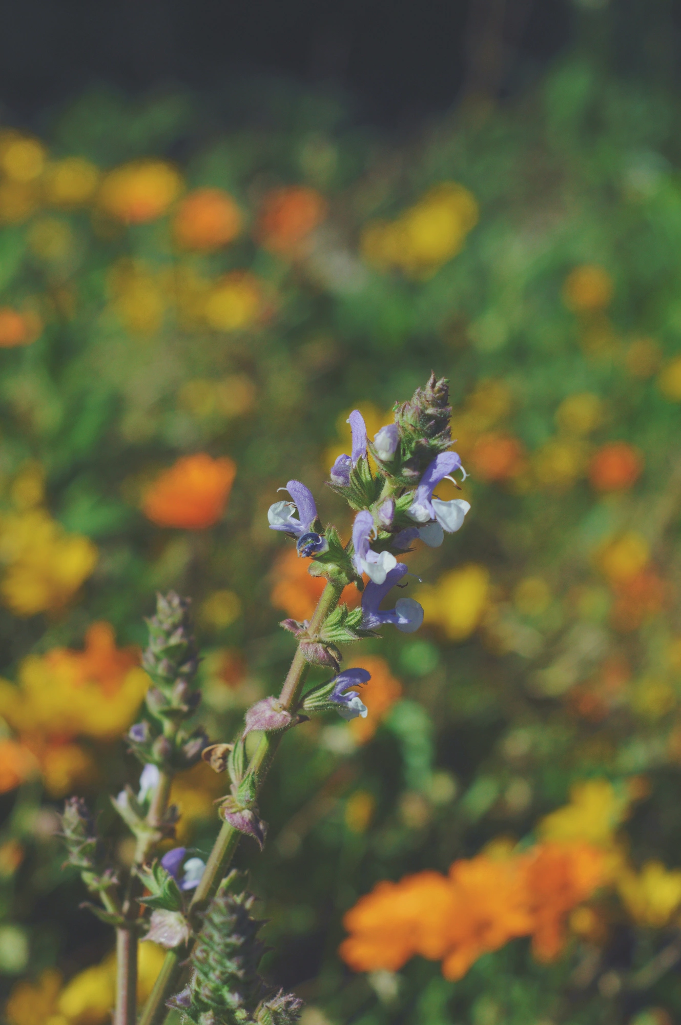 2021-10-09 - Walter Sisulu National Botanical Gardens - Purple flowers.j
