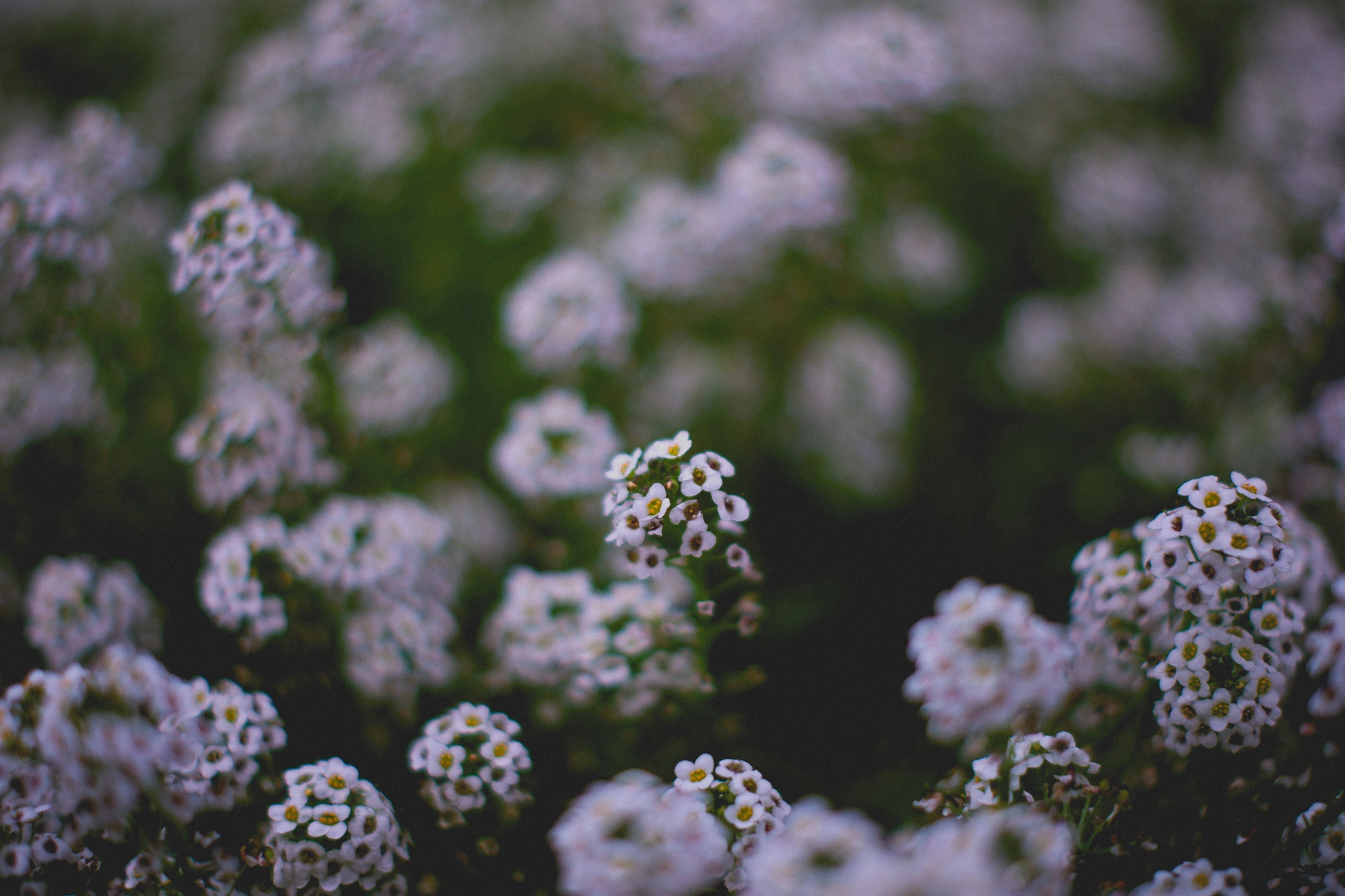 2021-12-05 - White flowers.j
