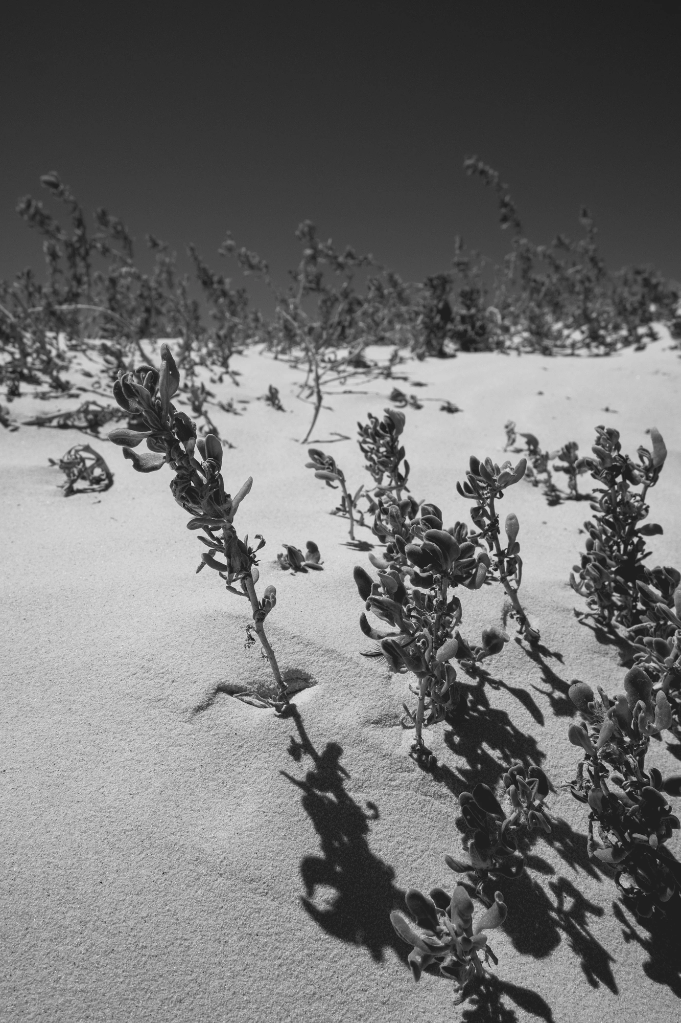 2022-02-14 - Cape Town - Close up of small plants poking through beach sand.j
