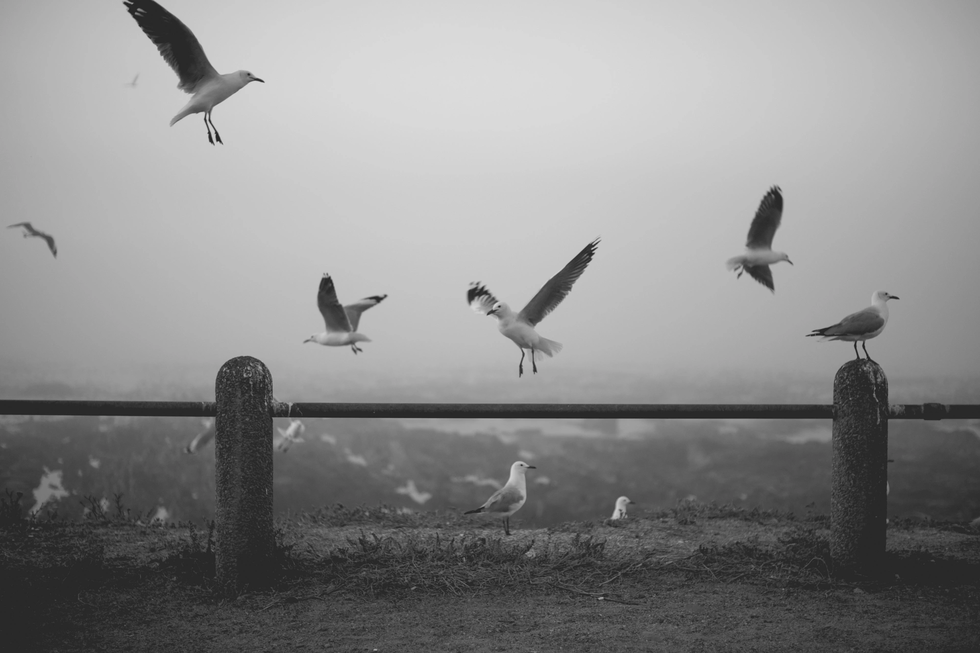 2022-02-15 - Cape Town - Seagulls flying around in front of the ocean on a misty day.j