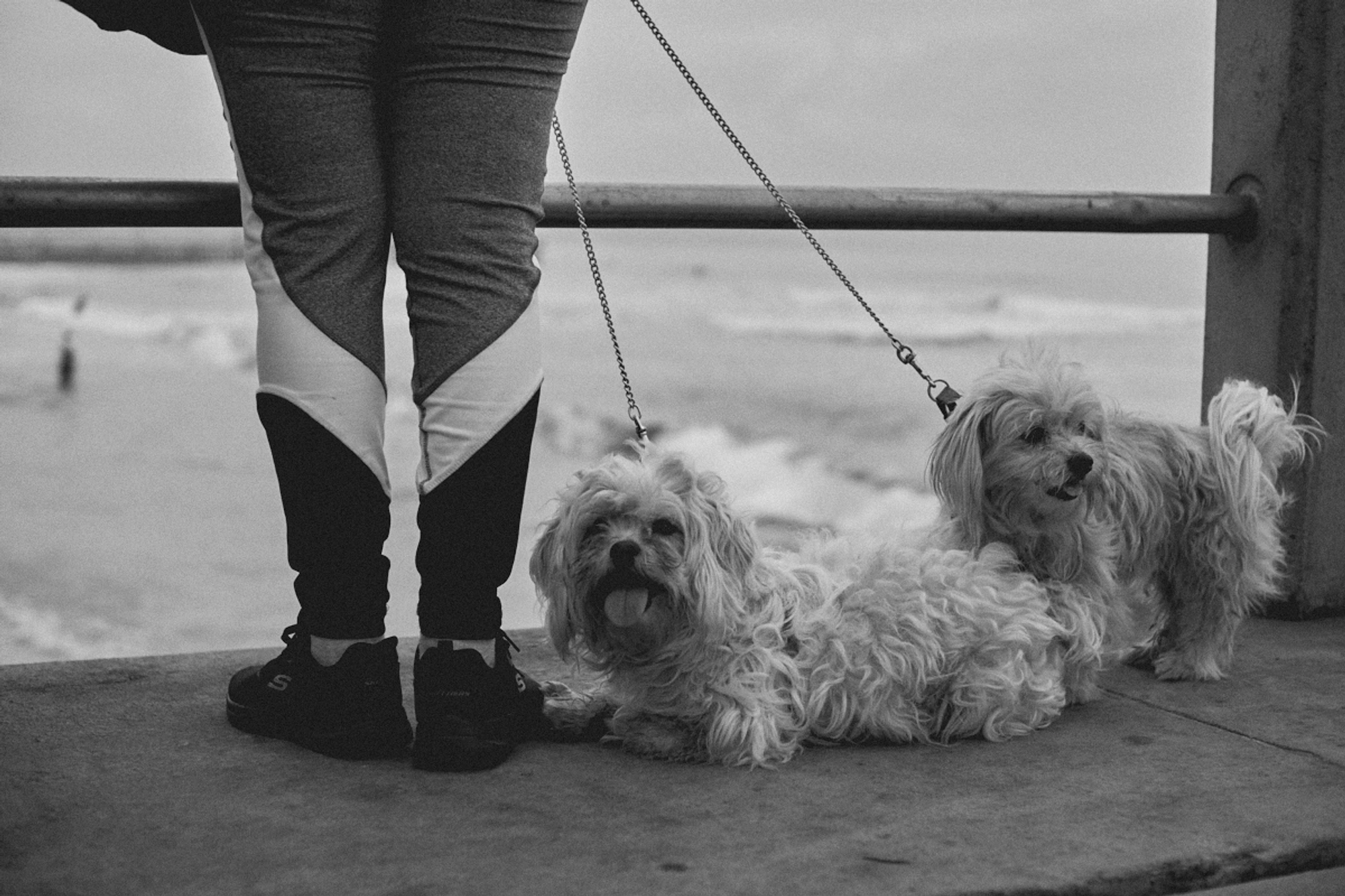 2022-09-18 - Durban -  Dogs sitting on pier.j