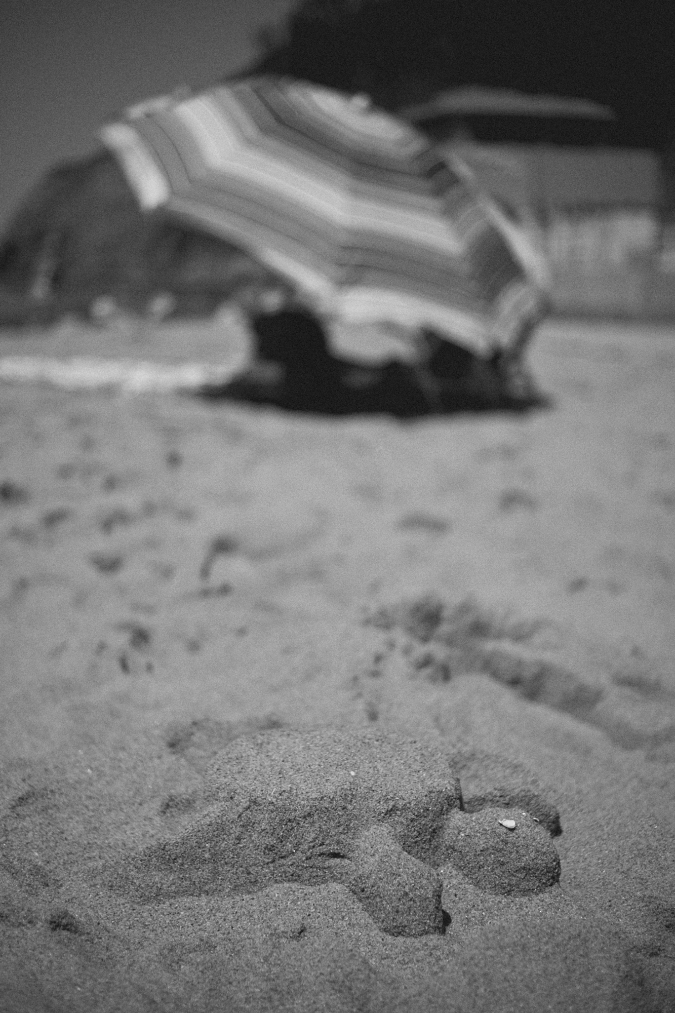 2022-09-22 - Durban -  Sand turtle.j