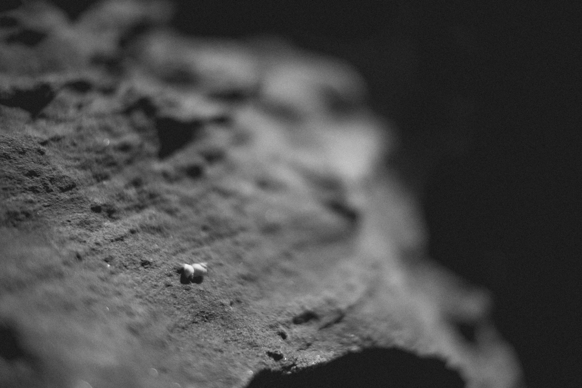 2022-09-22 - Durban -  Tiny shells on rock wall.j
