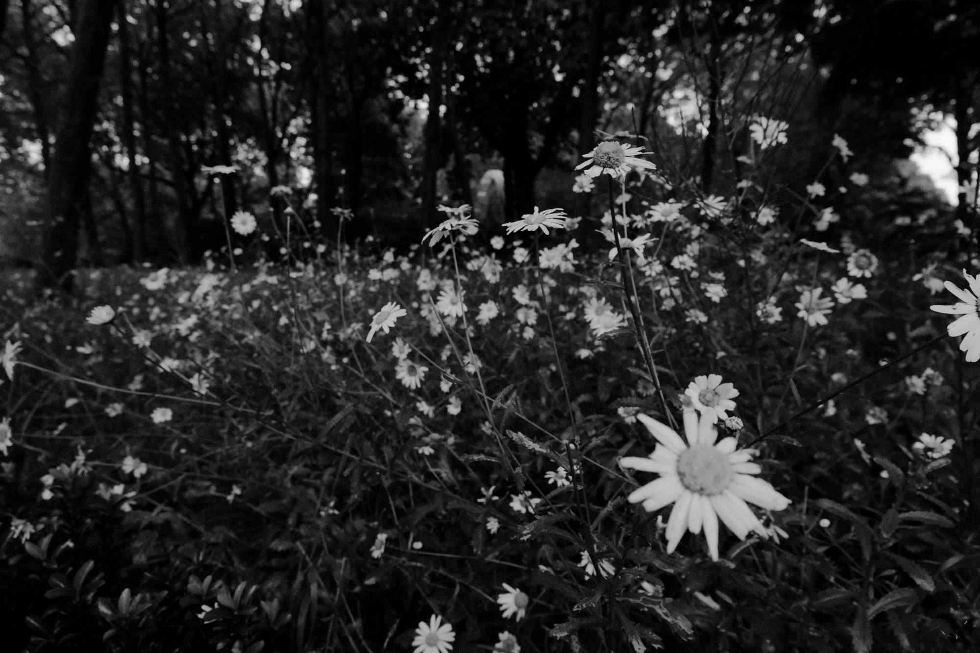 1718644140879_resize.p