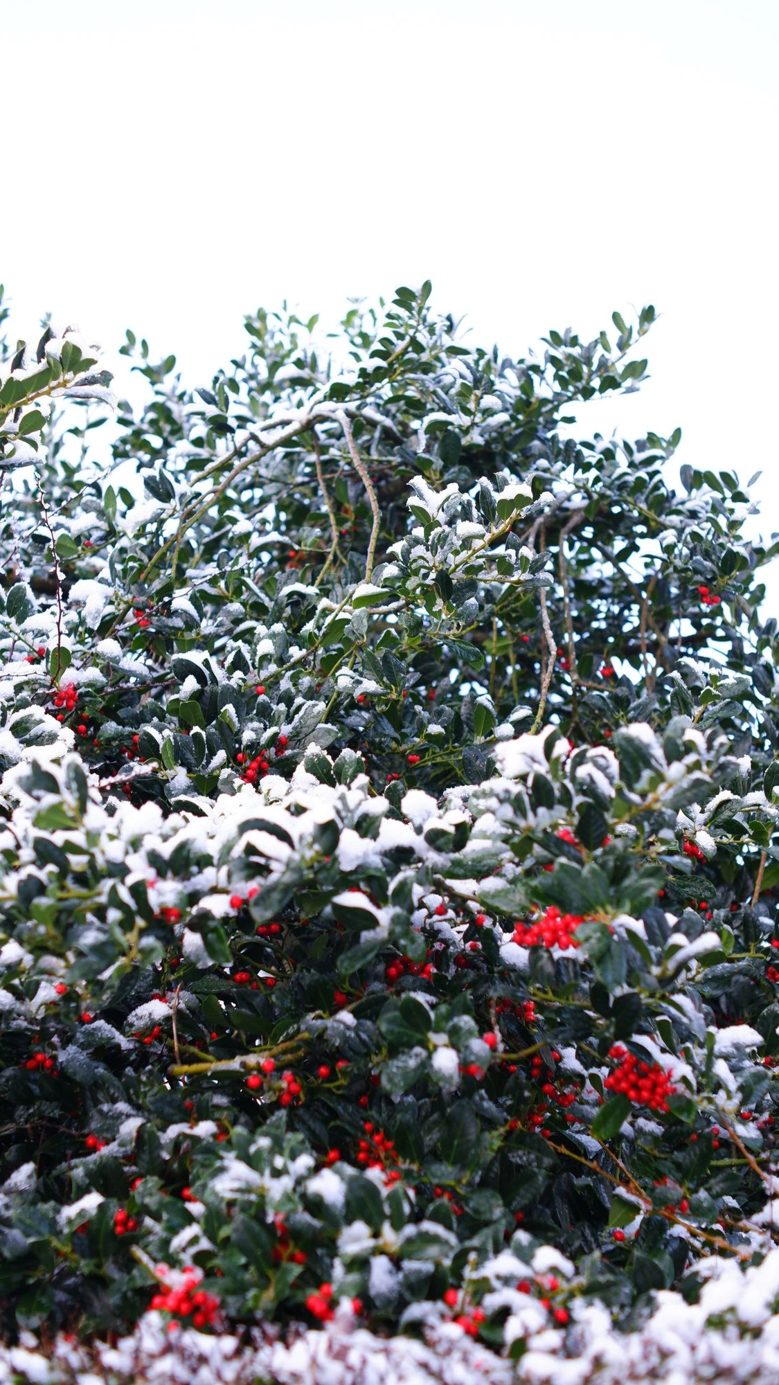 A maybe-misletoe tree covered in snow.J