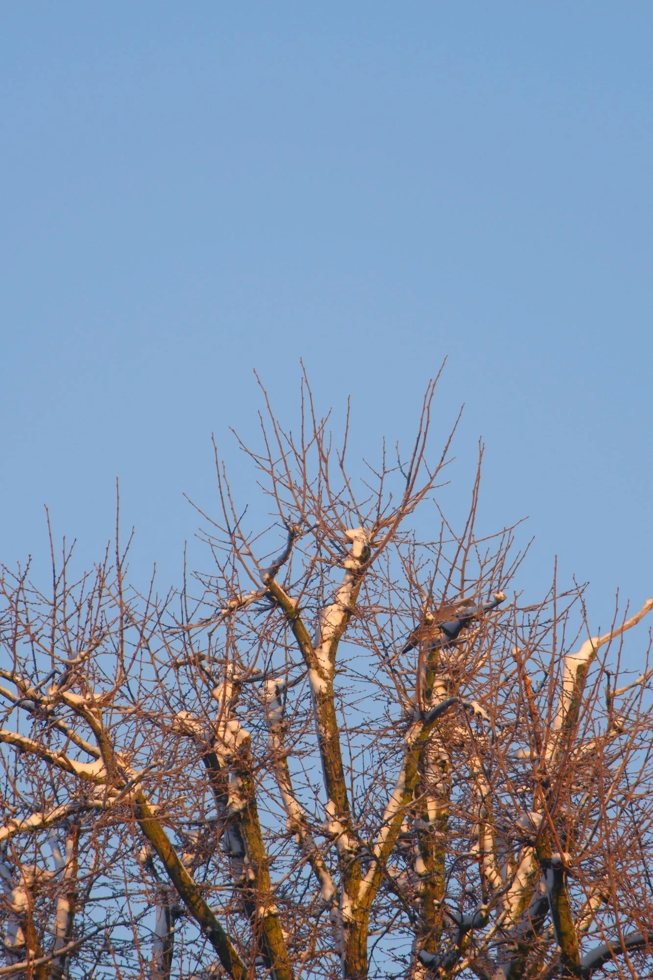 Bare trees covered in snow reaching for the blue sky.J