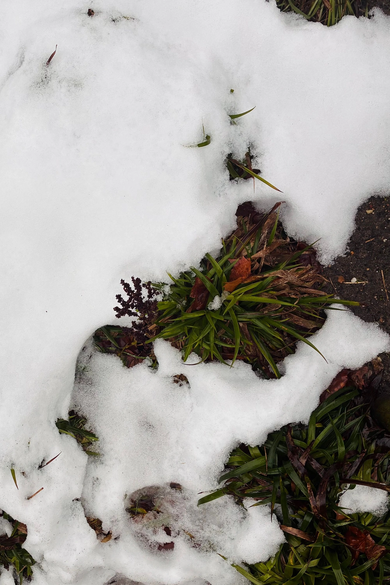 Grass peeking from the snow.j
