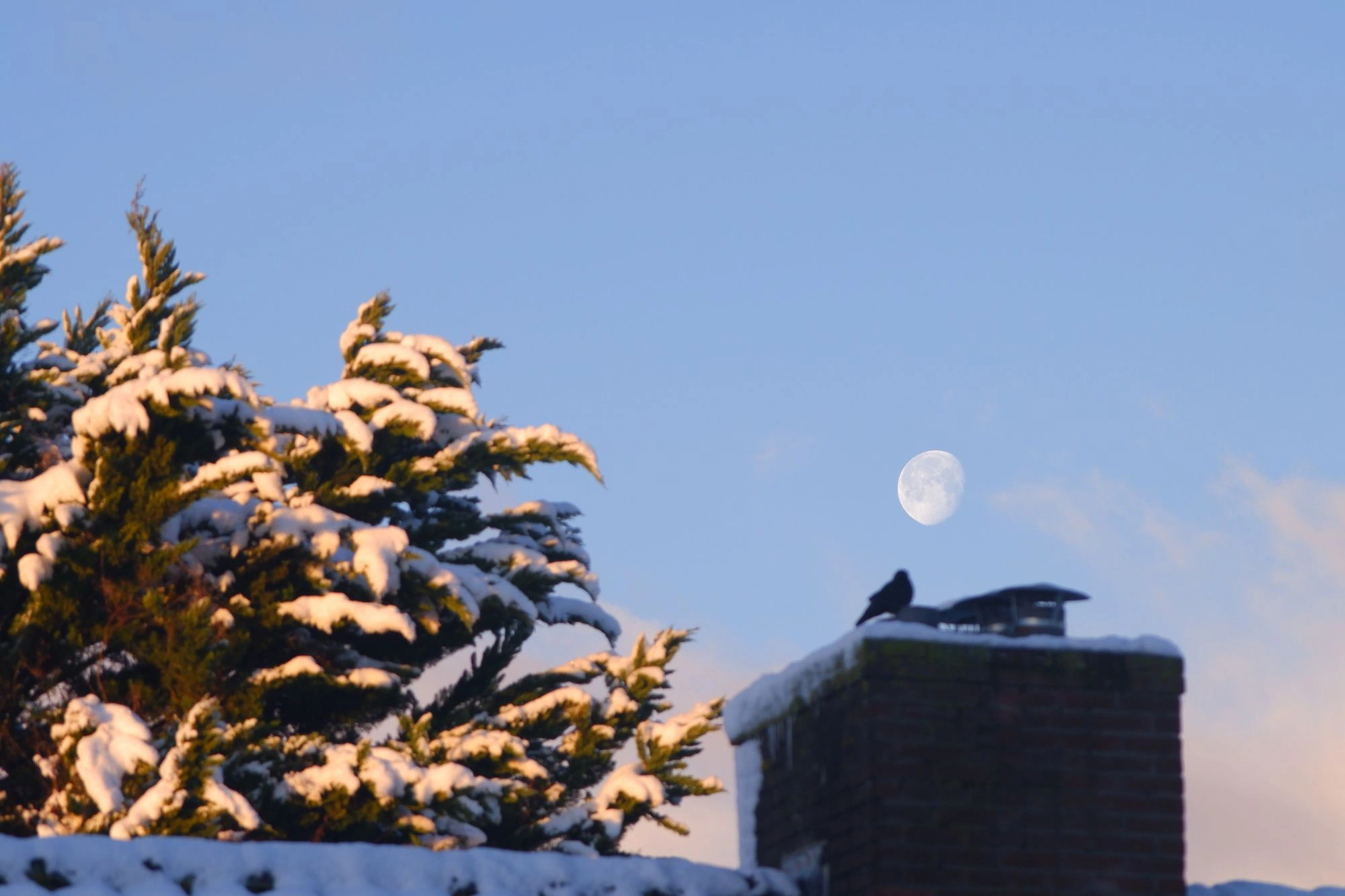 Moon above snow-covered roof beside tree.J
