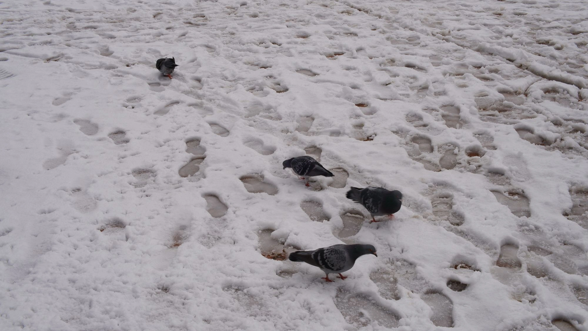 Pigeons in the snow.J