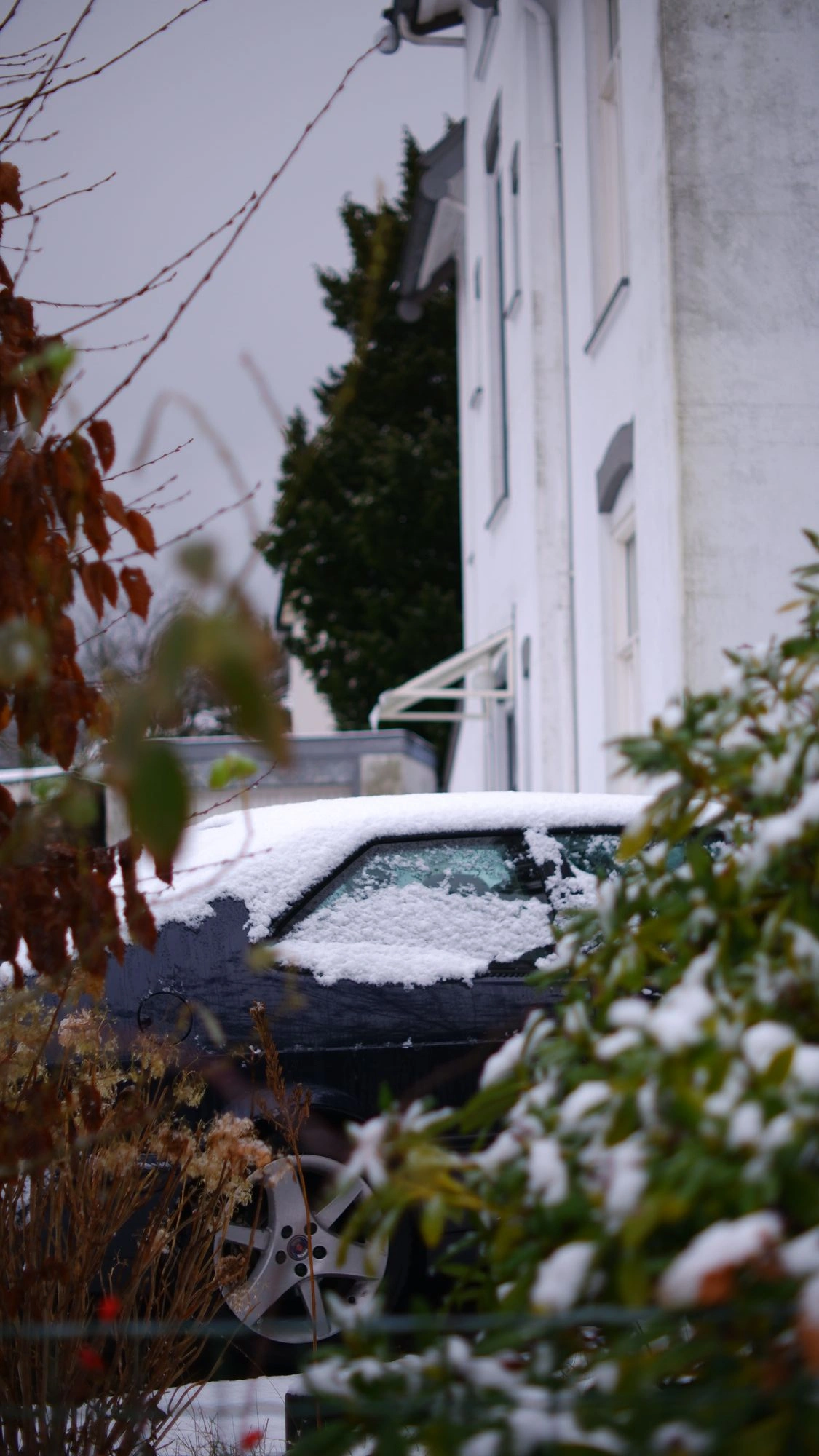Snow covered car between some bushes.J