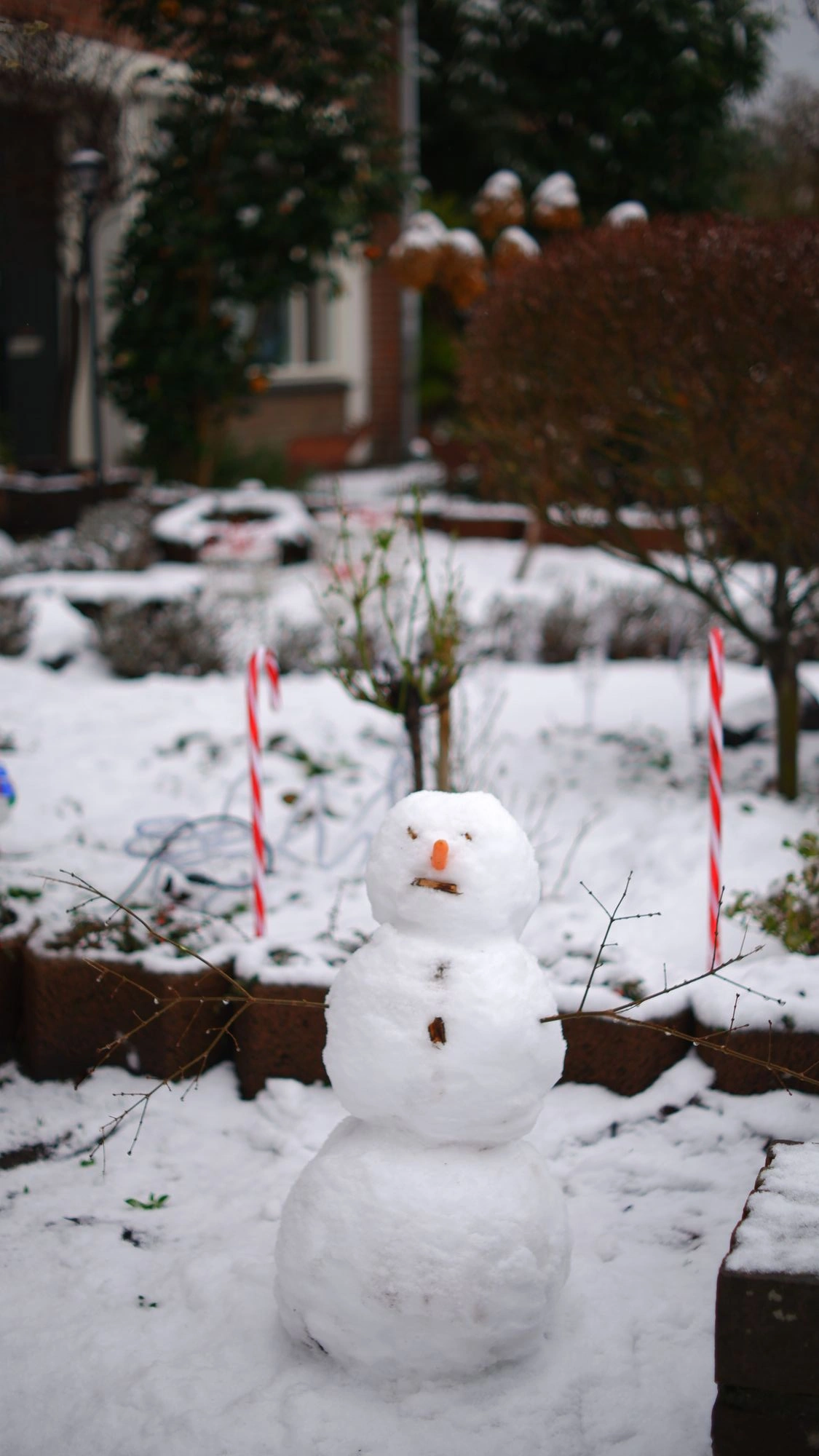 Snowman with two plastic candy canes behind it.J