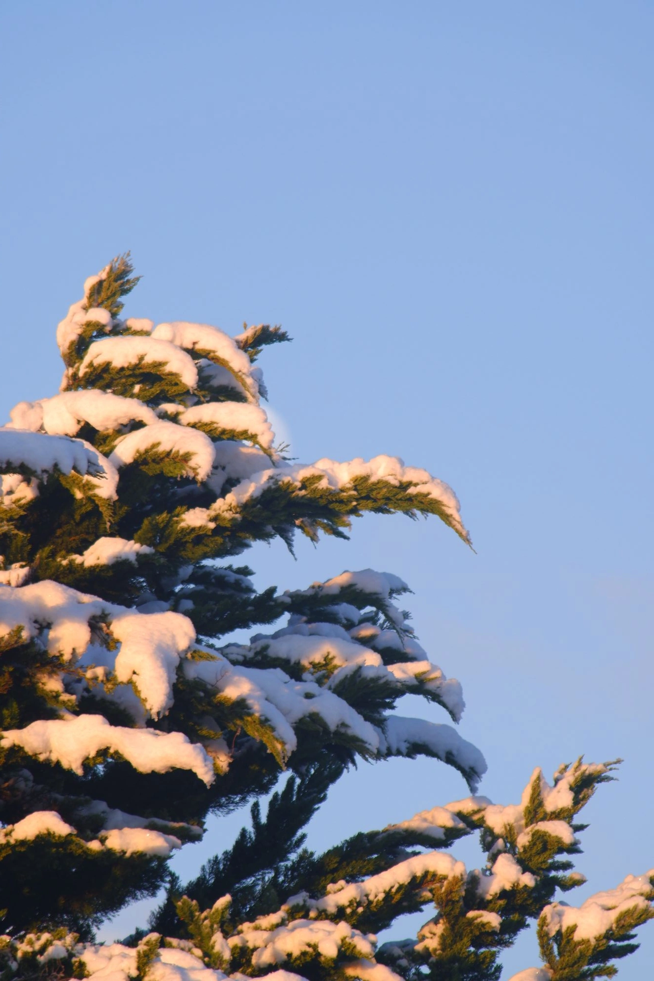 Tree covered in snow.J