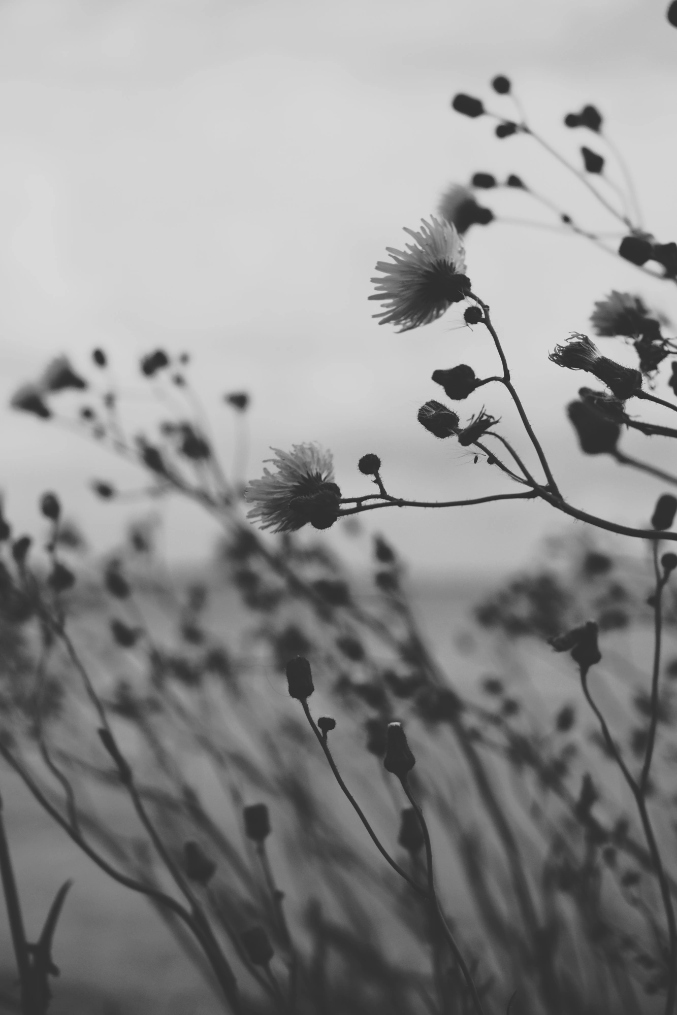 1691650370957_resize.p