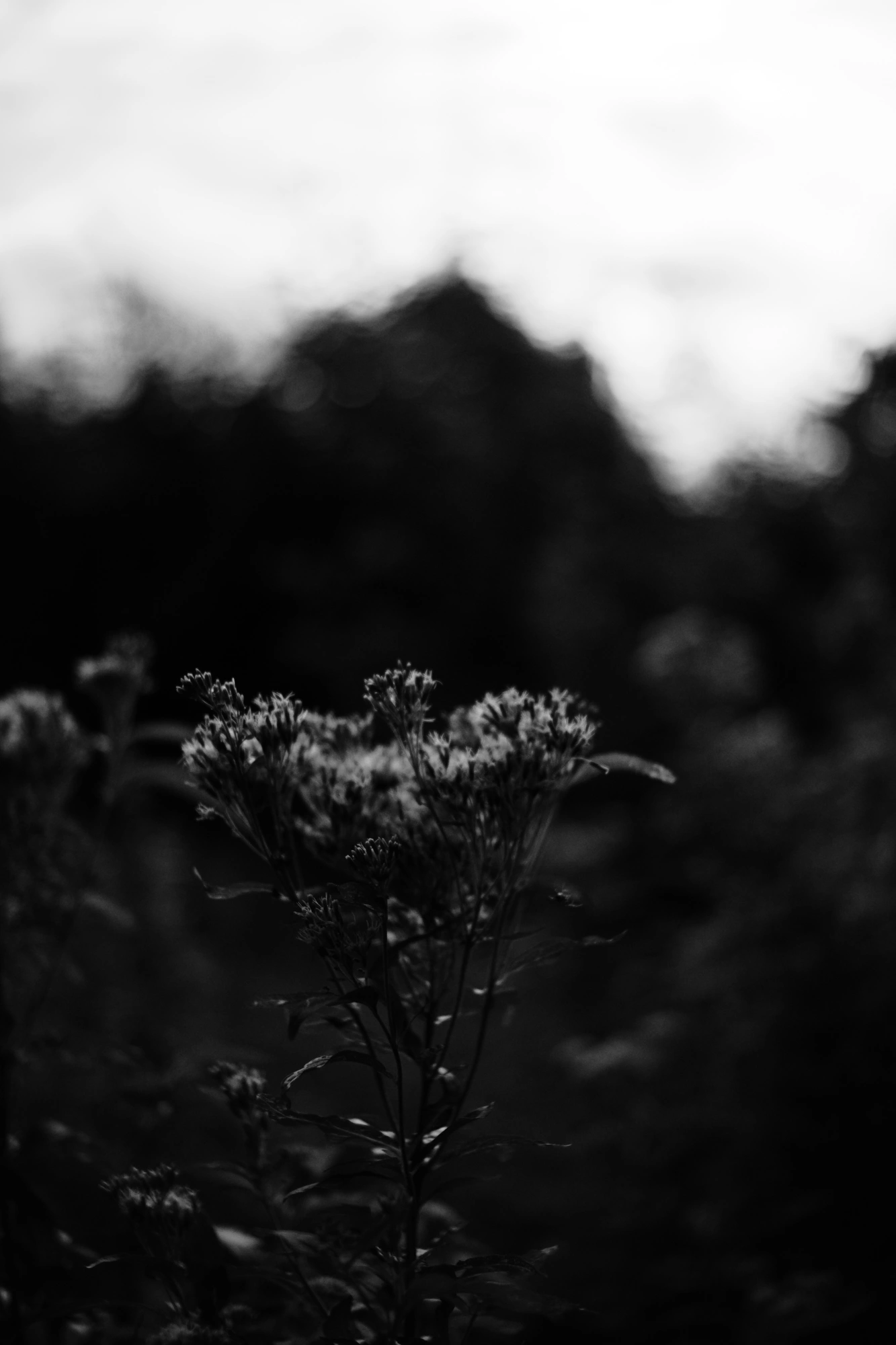 1693344462348_resize.p